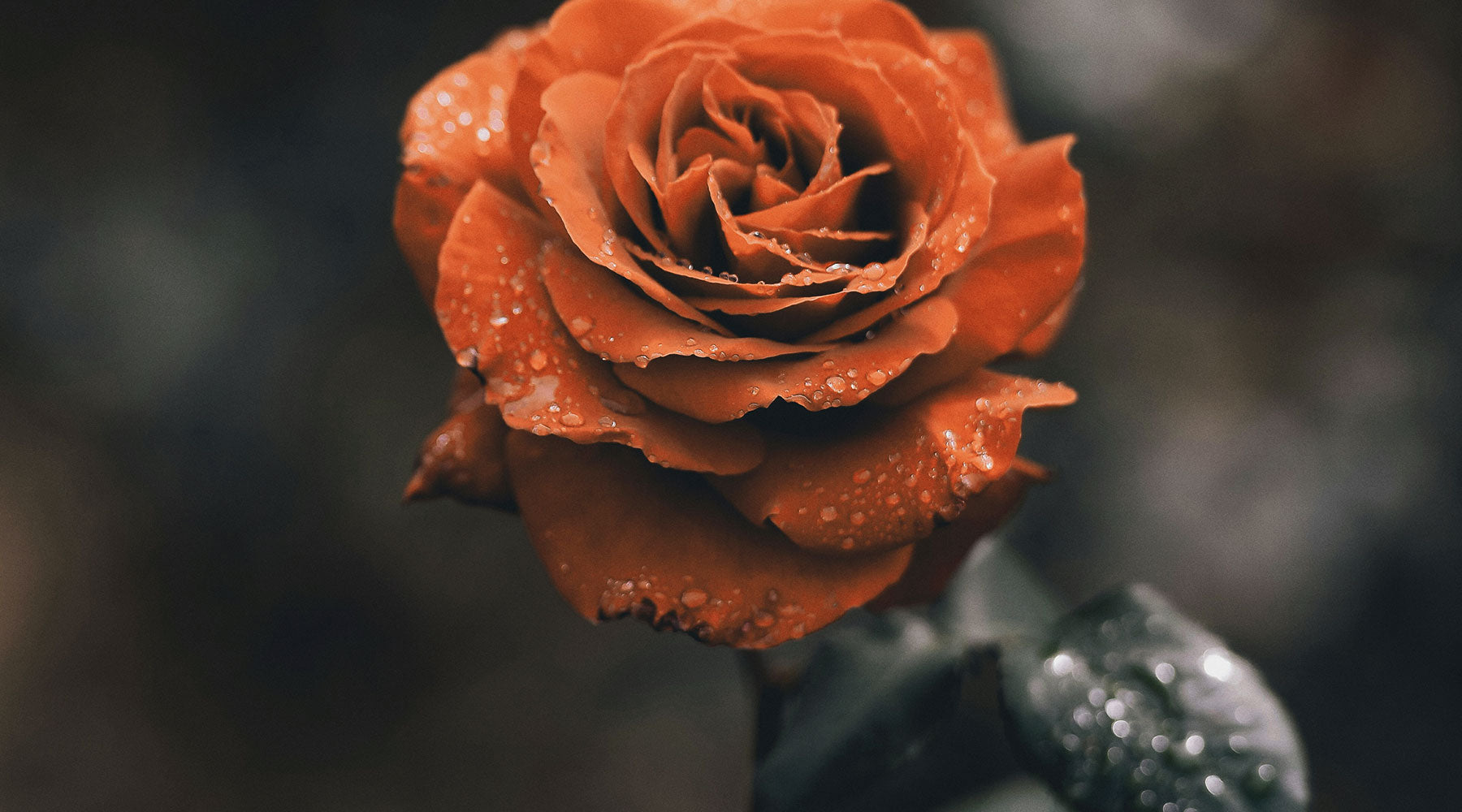 Rosacea Skincare routine│Niki Newd®