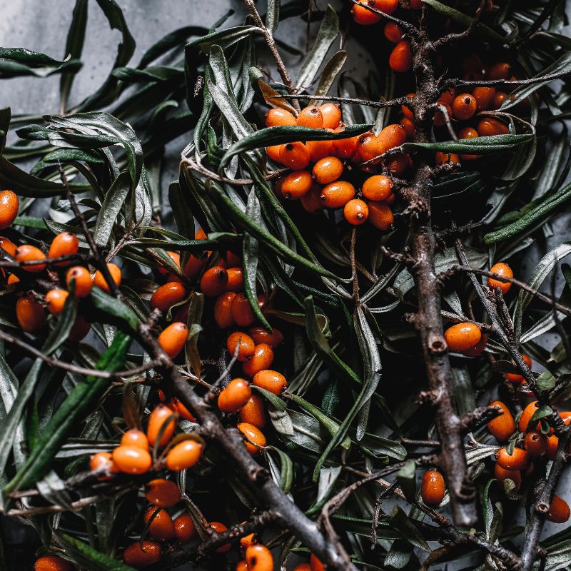Fresh sea buckthorn berries harvested in Finland — a locally sourced, traceable natural ingredient used in Niki Newd sustainable skincare products